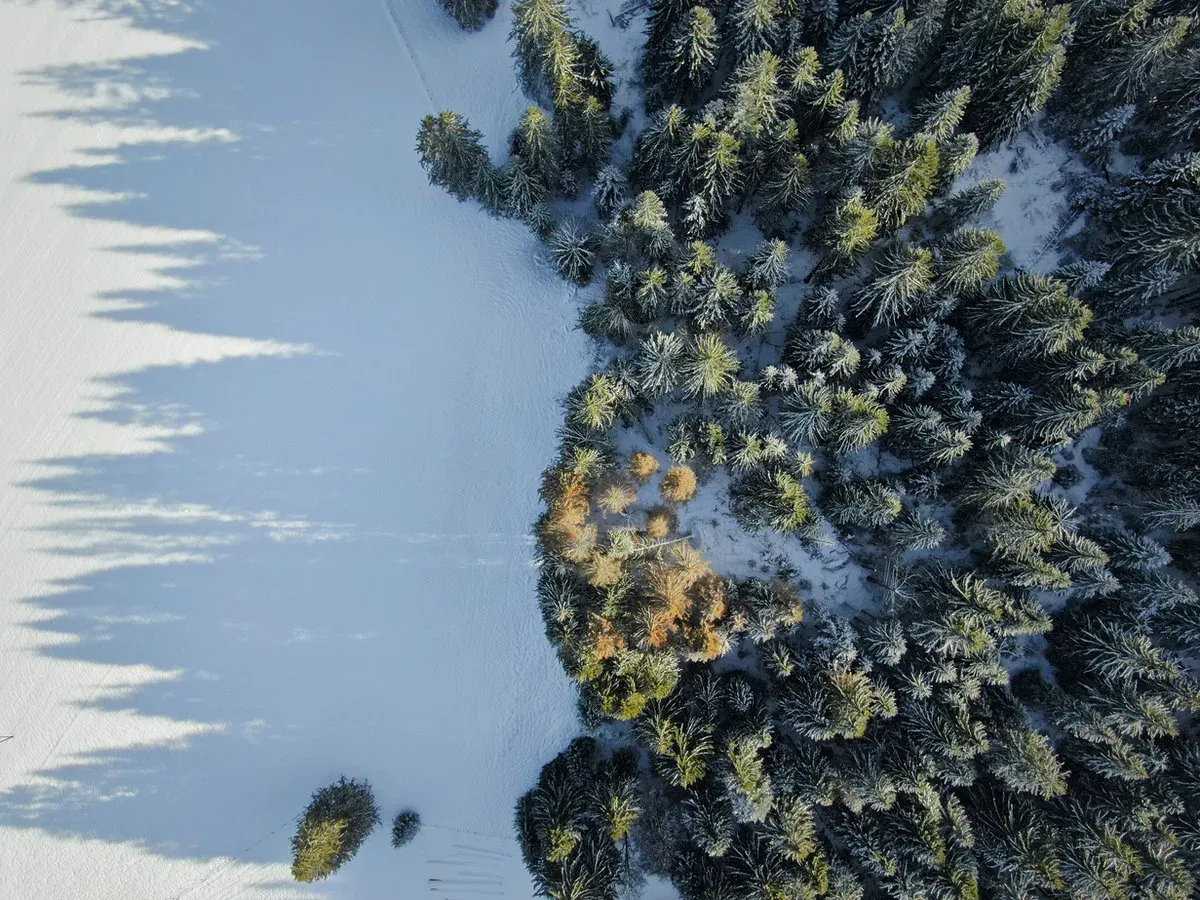 Verschneiter Nadelwald aus der Vogelperspektive, die Bäume werfen lange Schatten auf die Schneefläche.