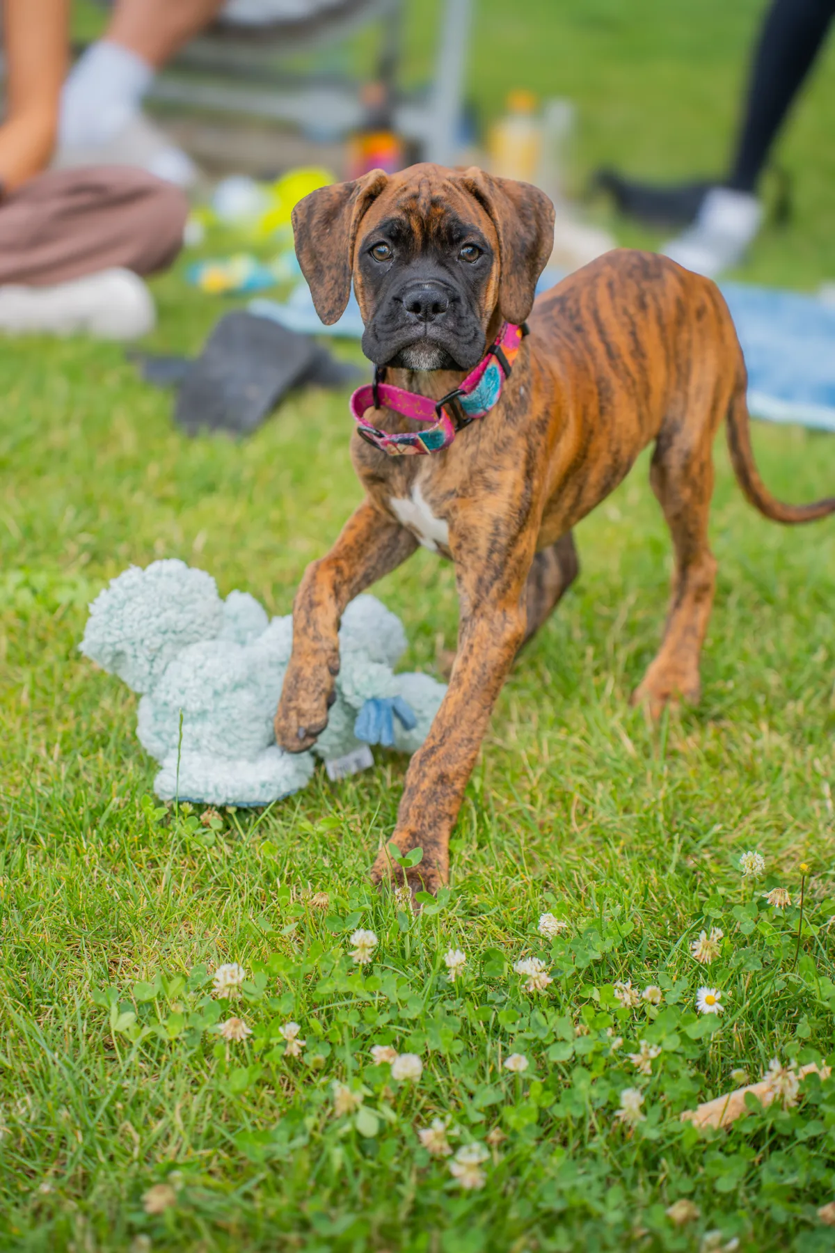 Junger Boxerhund spielt mit einem Kuscheltier auf der Wiese.