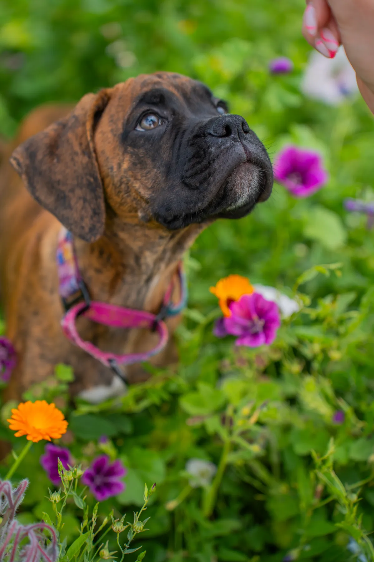 Boxerwelpe mit rosa Halsband steht in einer Blumenwiese und blickt nach oben.