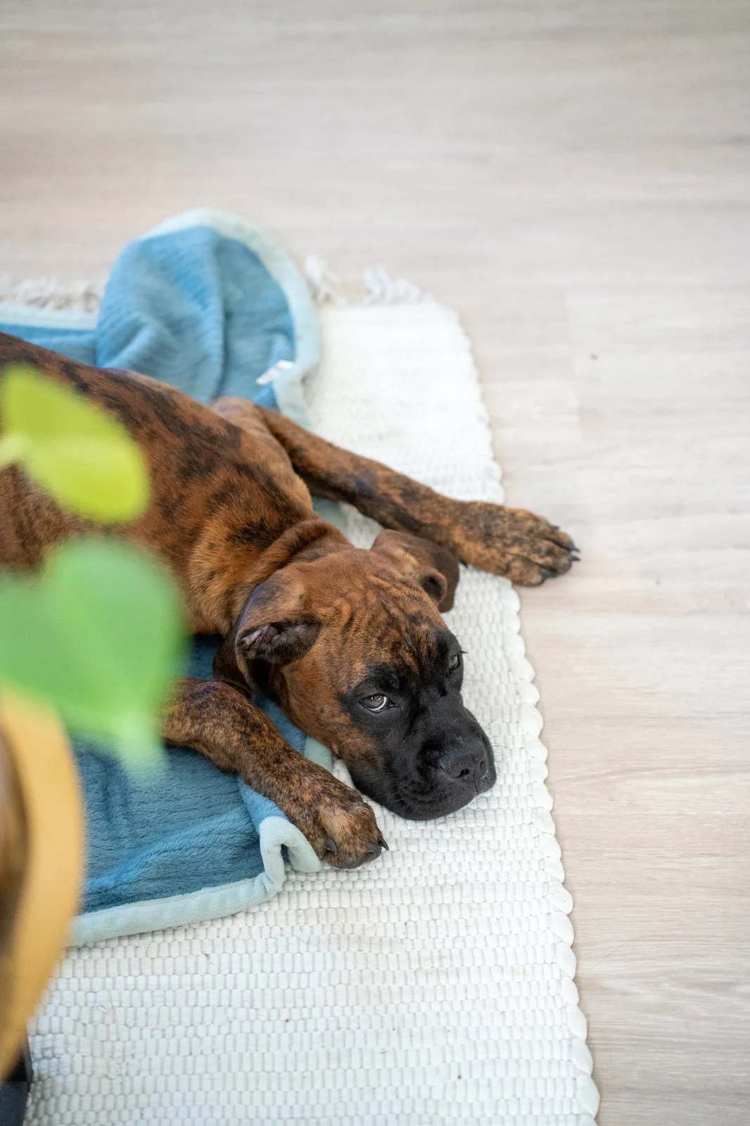 Ein Boxerwelpe döst auf einer hellblauen Decke auf dem Wohnzimmerboden.