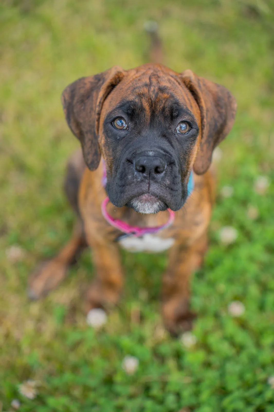 Ein Boxerwelpe mit rosa Halsband sitzt im Gras und schaut treuherzig in die Kamera.