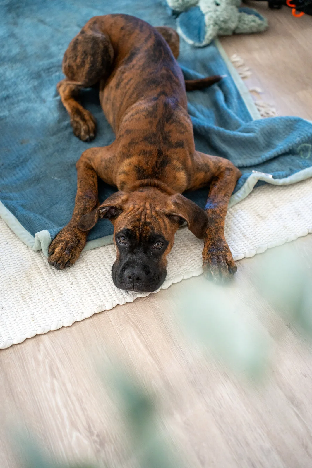 Ein Boxerwelpe liegt flach ausgestreckt auf einer blauen Decke und blickt treuherzig nach oben.